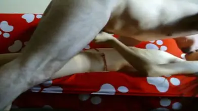 Zara Indo Bugil Toket Montok Sange Brutal Lumer Panas